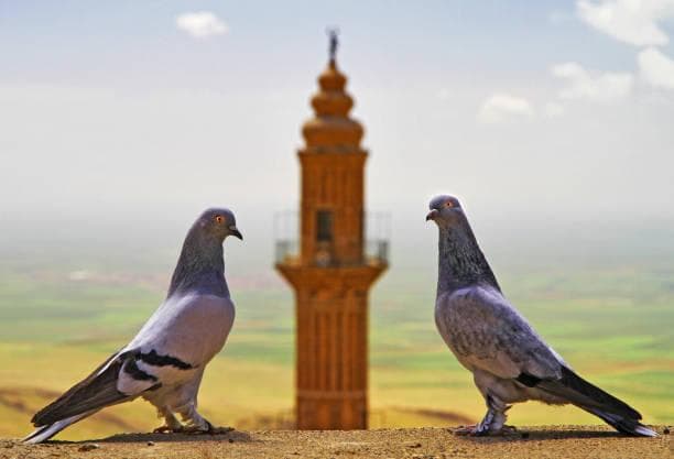 Günübirlik Mardin Turu